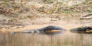 Safe River Navigation when Kayaking in Florida Alligators