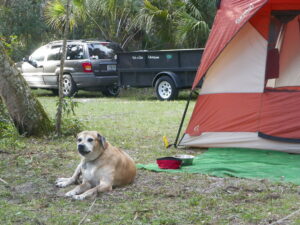 Camping and Hiking Safely with Your Dog in Florida