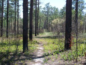 Signs of Spring in the Florida Forest
