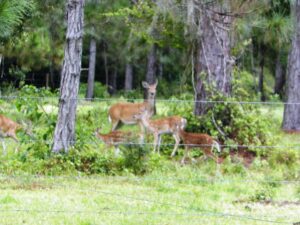 Enhanced Wildlife Viewing