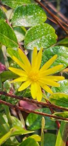 October Is Wildflower Month in Florida 