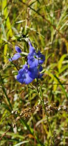 October Is Wildflower Month in Florida 