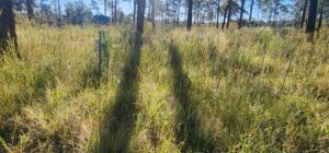 October Is Wildflower Month in Florida 