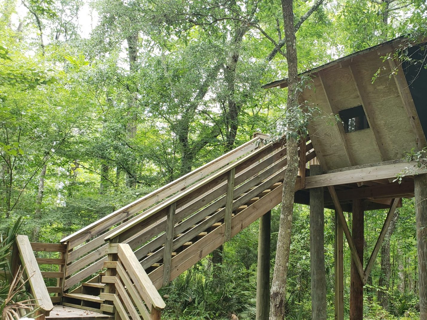 Treehouse Camping Camp Chowenwaw Park