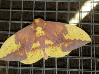 Creatures of the Night