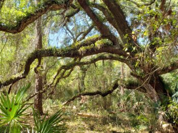 Signs of Spring in the Florida Forest