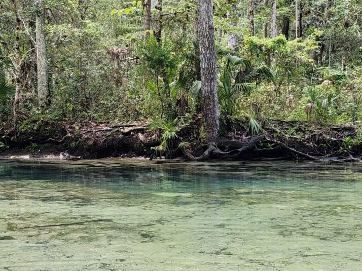 The Crack - Enjoying Florida Springs and How to Protect Them When Visiting