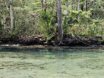 The Crack - Enjoying Florida Springs and How to Protect Them When Visiting