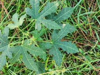Dangerous Plants you may encounter in Florida Stinging Nettle