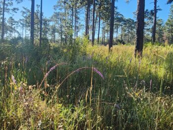 October Is Wildflower Month in Central Florida