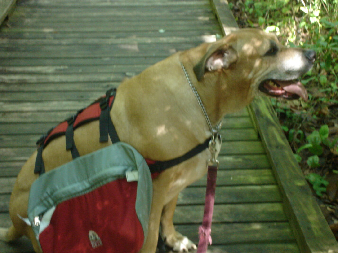 Camping and Hiking Safely with Your Dog in Florida