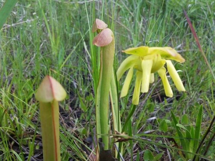 Hooded Pitcher Plant Spring in Florida